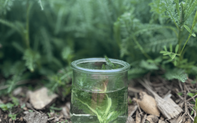 Intuitive Wisdom: Learning From Nature